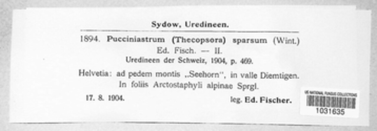 Pucciniastrum sparsum image